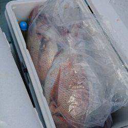 遊漁船ブルーウッズ 釣果