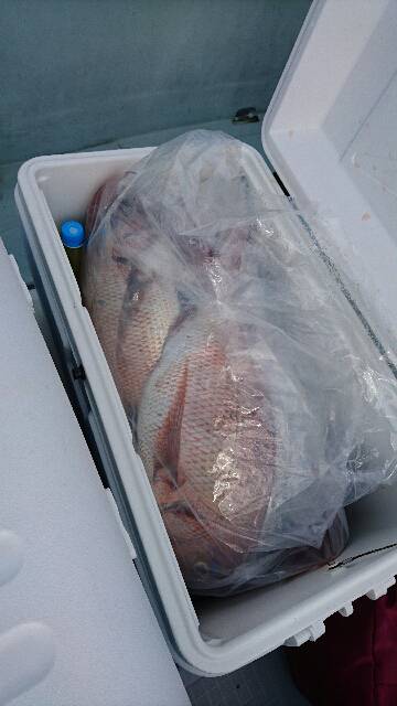 遊漁船ブルーウッズ 釣果