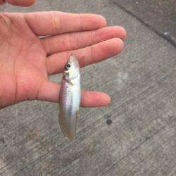 大磯港、キス始まっています【WK釣り日記 No.04】