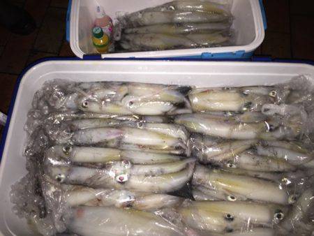 幸風(さちかぜ) 釣果