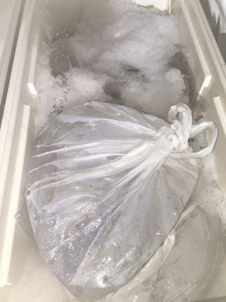 幸風(さちかぜ) 釣果