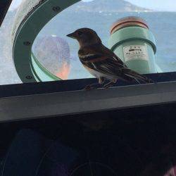 寿裕 (YOSHIHIRO) 釣果