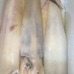 幸風(さちかぜ) 釣果