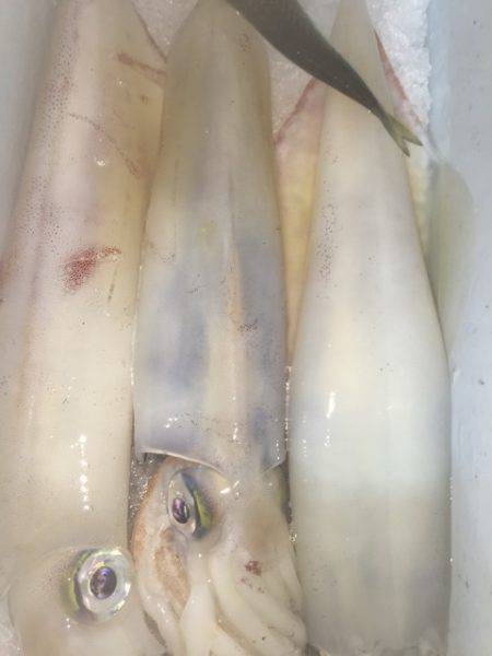 幸風(さちかぜ) 釣果