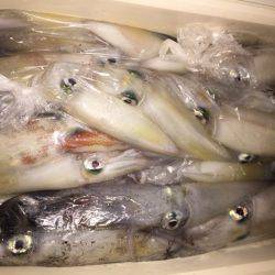 幸風(さちかぜ) 釣果