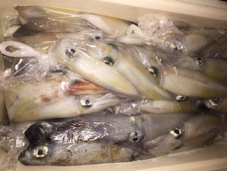 幸風(さちかぜ) 釣果