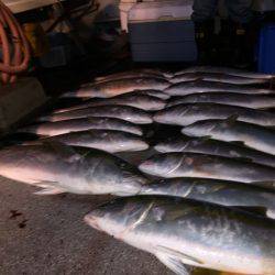 幸風(さちかぜ) 釣果