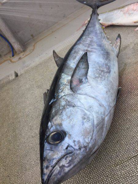 寿裕 （YOSHIHIRO） 釣果