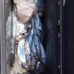 遊漁船高橋 釣果