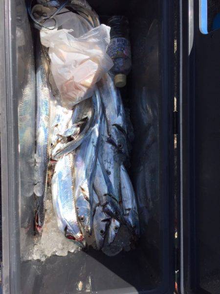 遊漁船高橋 釣果