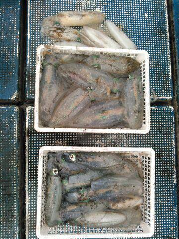 フィッシングガイド りょう 釣果