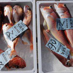 大進丸(新潟) 釣果