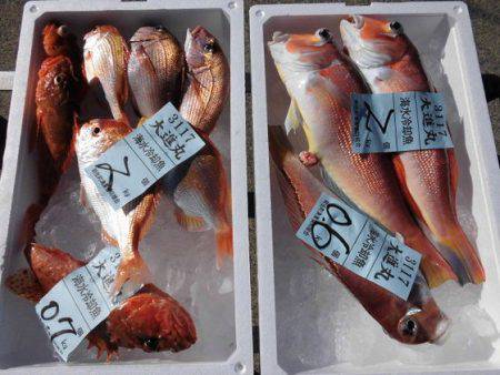 大進丸（新潟） 釣果