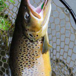 小菅トラウトガーデン 釣果