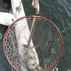 フィッシングガイド りょう 釣果