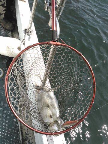 フィッシングガイド りょう 釣果