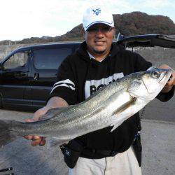 大進丸(新潟) 釣果
