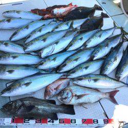 ふじしめ丸 釣果