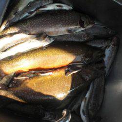 高萩ふれあいの里フィッシングエリア 釣果