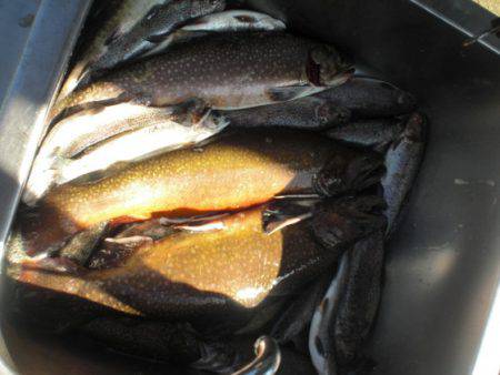 高萩ふれあいの里フィッシングエリア 釣果