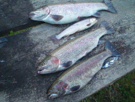 高萩ふれあいの里フィッシングエリア 釣果