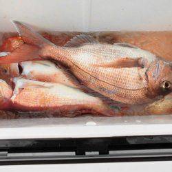 大進丸(新潟) 釣果