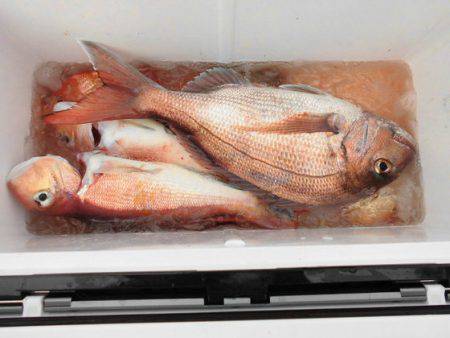 大進丸（新潟） 釣果