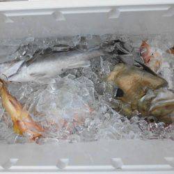 大進丸（新潟） 釣果