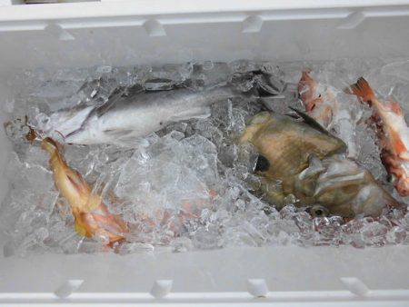 大進丸（新潟） 釣果