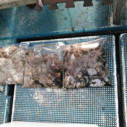 フィッシングガイド りょう 釣果