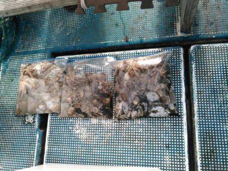 フィッシングガイド りょう 釣果