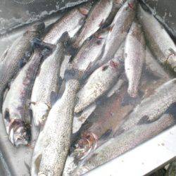 高萩ふれあいの里フィッシングエリア 釣果