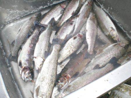 高萩ふれあいの里フィッシングエリア 釣果