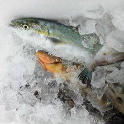 大進丸（新潟） 釣果