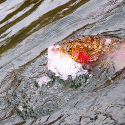 小菅トラウトガーデン 釣果