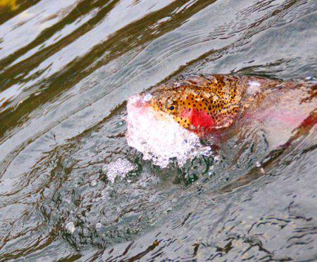 小菅トラウトガーデン 釣果