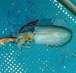 フィッシングガイド りょう 釣果