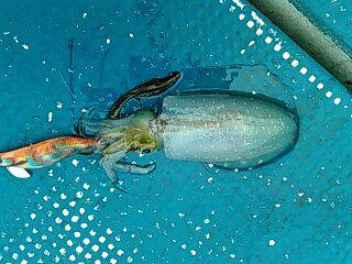 フィッシングガイド りょう 釣果