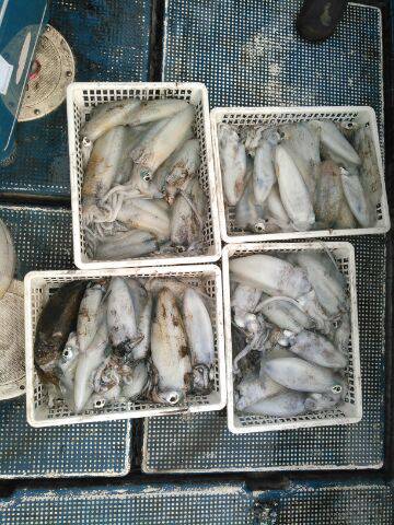 フィッシングガイド りょう 釣果