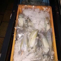 幸風(さちかぜ) 釣果