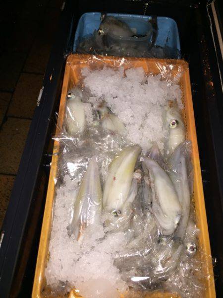 幸風(さちかぜ) 釣果