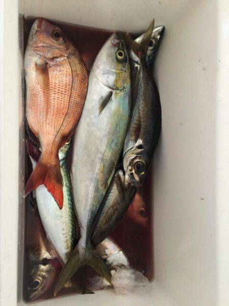 海晴丸 釣果