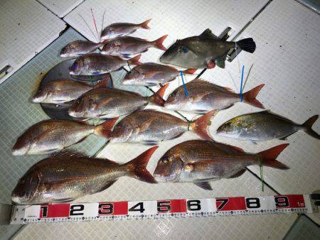 ふじしめ丸 釣果