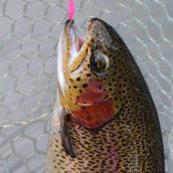 小菅トラウトガーデン 釣果