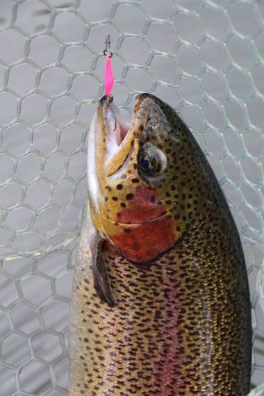 小菅トラウトガーデン 釣果