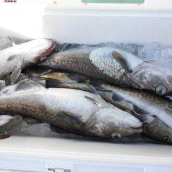 大進丸(新潟) 釣果