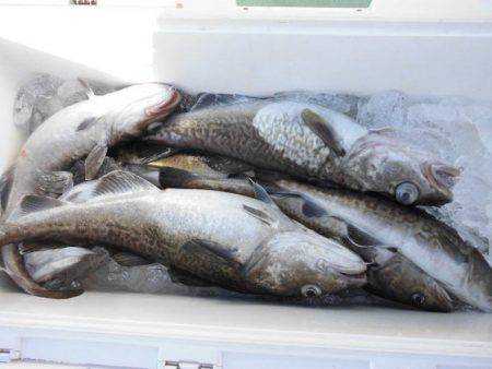 大進丸(新潟) 釣果