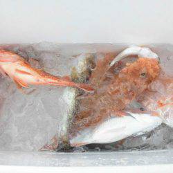 大進丸（新潟） 釣果