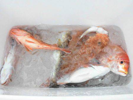 大進丸（新潟） 釣果