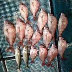 フィッシングガイド りょう 釣果